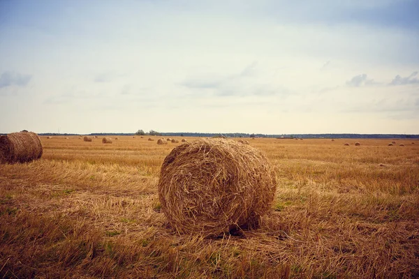 Field Haystacks — Stock Photo, Image