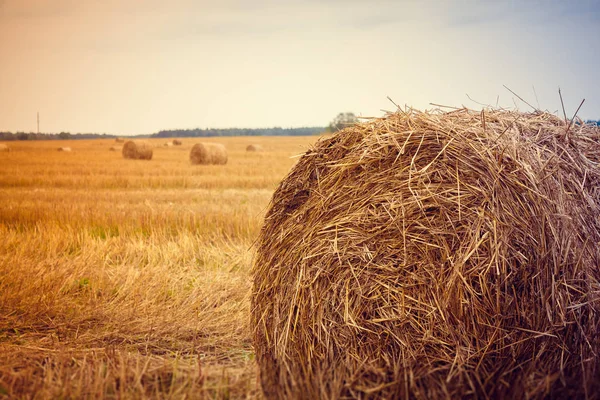 Campo Com Palheiro Redondo — Fotografia de Stock