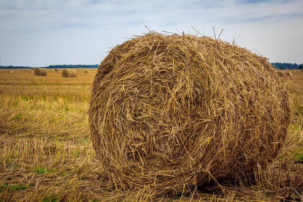 Field Haystacks — Stock Photo, Image