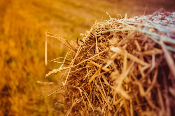 Campo Con Pajar Redondo — Foto de Stock