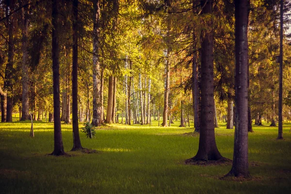 Vacker Sommar Park Naturen Färdas — Stockfoto