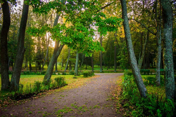 Zöld Fák Nyári Parkban — Stock Fotó