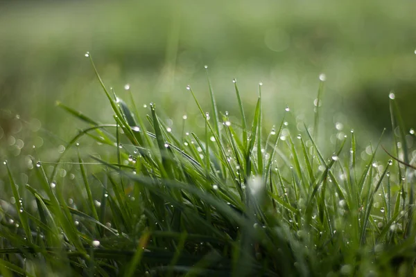 Vista Gramado Com Grama Verde Como Fundo — Fotografia de Stock