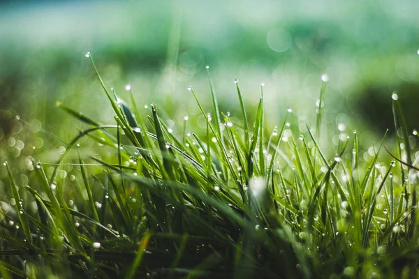 Vista Gramado Com Grama Verde Como Fundo — Fotografia de Stock