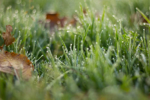 Blick Auf Rasen Mit Grünem Gras Als Hintergrund — Stockfoto