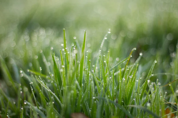 Blick Auf Rasen Mit Grünem Gras Als Hintergrund — Stockfoto