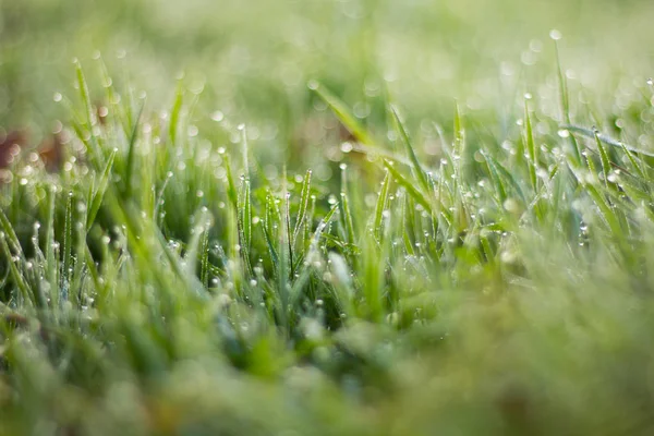 Blick Auf Rasen Mit Grünem Gras Als Hintergrund — Stockfoto