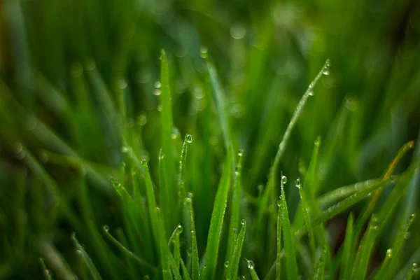 Blick Auf Rasen Mit Grünem Gras Als Hintergrund — Stockfoto