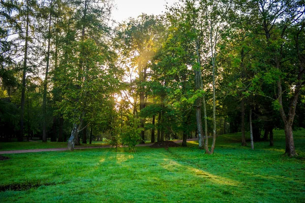 Piękne Lato Park Natura Podróżować — Zdjęcie stockowe