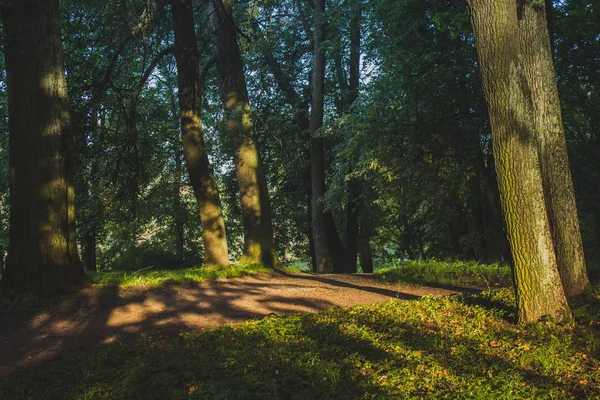 Piękne Lato Park Natura Podróżować — Zdjęcie stockowe