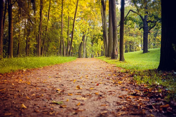 Piękne Lato Park Natura Podróżować — Zdjęcie stockowe