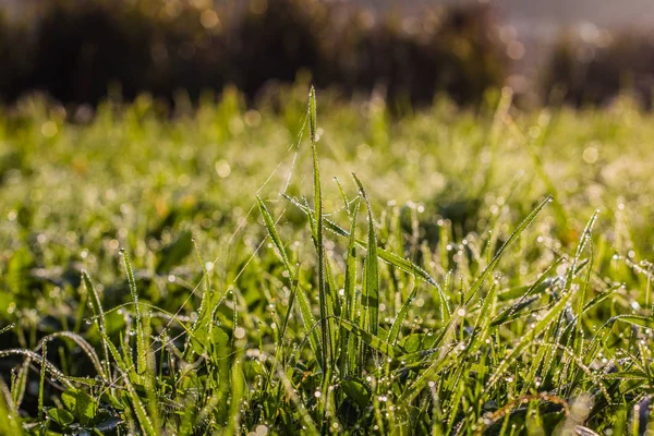 Blick Auf Rasen Mit Grünem Gras Als Hintergrund — Stockfoto