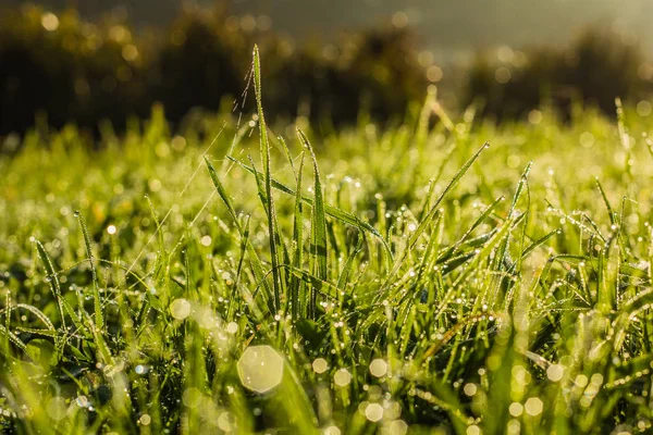 Blick Auf Rasen Mit Grünem Gras Als Hintergrund — Stockfoto