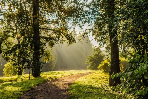 Piękne Lato Park Natura Podróżować — Zdjęcie stockowe