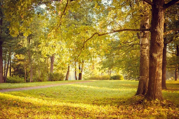 Piękne Lato Park Natura Podróżować — Zdjęcie stockowe