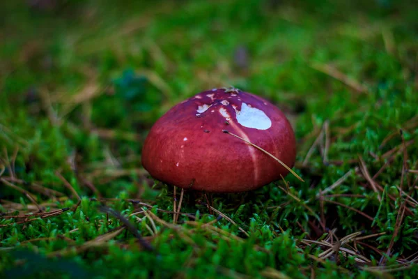 mantar otların arasında büyüyen yakın çekim