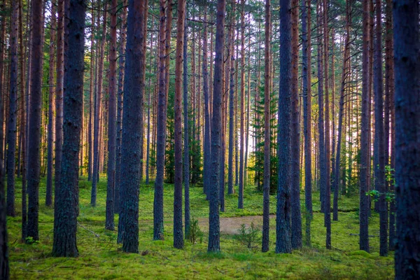 Fondo Del Bosque Oscuro Buenos Días Bosque Verano Luz Mañana — Foto de Stock