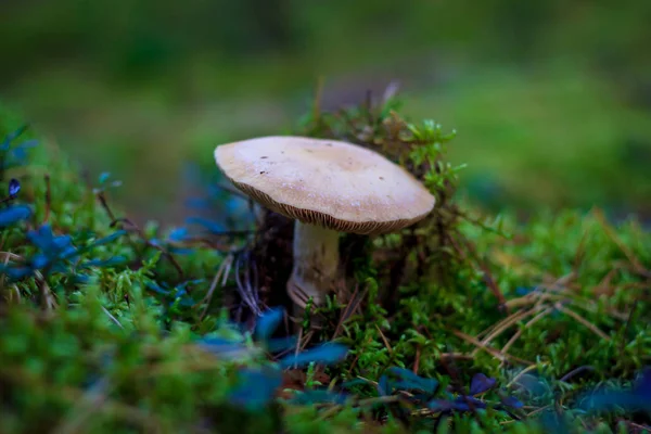 接近生长在草丛中的蘑菇 — 图库照片