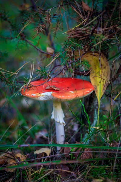 Perto Cogumelos Que Crescem Grama — Fotografia de Stock