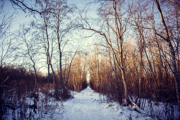 Зимовий Пейзаж Чисту Погоду — стокове фото
