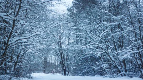 Winter landscape in clear weather.