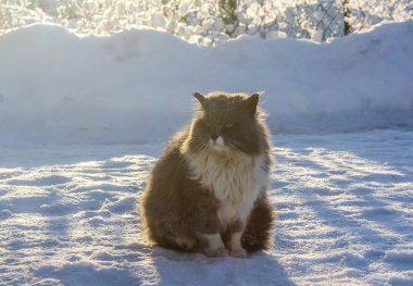 Street şirin tüylü kedi