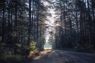 Karanlık Orman arka plan. Sabah yaz orman. Gün ışığına ormanda