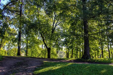 Yaz park yolu. Yeşil ağaçlar, taş yolları. Temiz havada yürüyüş. Yaz arka plan ekran koruyucu