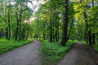 Yaz park yolu. Yeşil ağaçlar, taş yolları. Temiz havada yürüyüş. Yaz arka plan ekran koruyucu