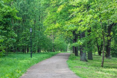 Yaz park yolu. Yeşil ağaçlar, taş yolları. Temiz havada yürüyüş. Yaz arka plan ekran koruyucu