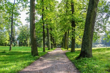 Yaz park yolu. Yeşil ağaçlar, taş yolları. Temiz havada yürüyüş. Yaz arka plan ekran koruyucu