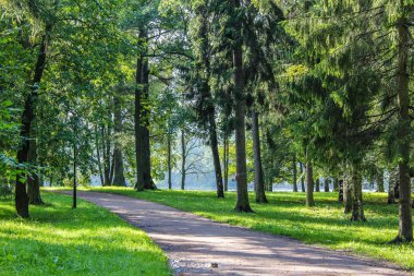 Yaz park yolu. Yeşil ağaçlar, taş yolları. Temiz havada yürüyüş. Yaz arka plan ekran koruyucu