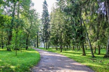 Yaz park yolu. Yeşil ağaçlar, taş yolları. Temiz havada yürüyüş. Yaz arka plan ekran koruyucu