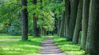 Yaz park yolu. Yeşil ağaçlar, taş yolları. Temiz havada yürüyüş. Yaz arka plan ekran koruyucu