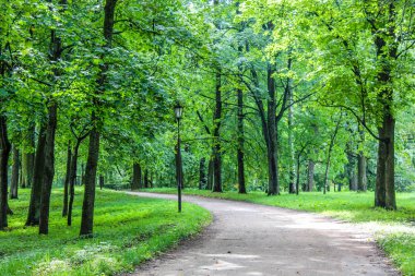 Yaz park yolu. Yeşil ağaçlar, taş yolları. Temiz havada yürüyüş. Yaz arka plan ekran koruyucu