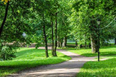 Yaz park yolu. Yeşil ağaçlar, taş yolları. Temiz havada yürüyüş. Yaz arka plan ekran koruyucu