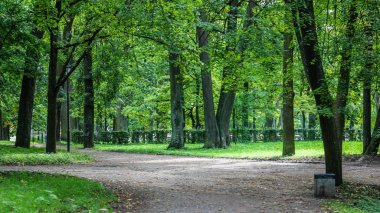 Yaz park yolu. Yeşil ağaçlar, taş yolları. Temiz havada yürüyüş. Yaz arka plan ekran koruyucu