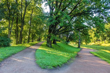 Yaz park yolu. Yeşil ağaçlar, taş yolları. Temiz havada yürüyüş. Yaz arka plan ekran koruyucu