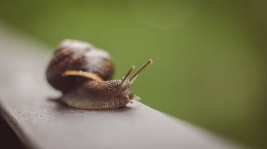 Salyangoz, görünümü kadar yakın