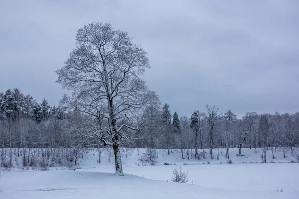 Paesaggio Invernale Con Tempo Limpido — Foto Stock