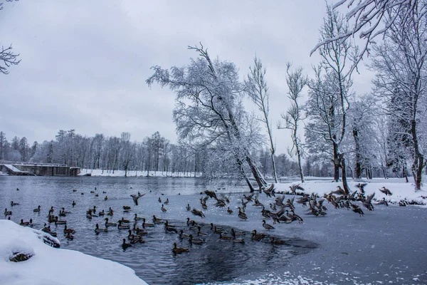 Winter Landscape Clear Weather — Stock Photo, Image