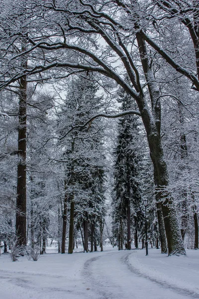 Winter landscape in clear weather.