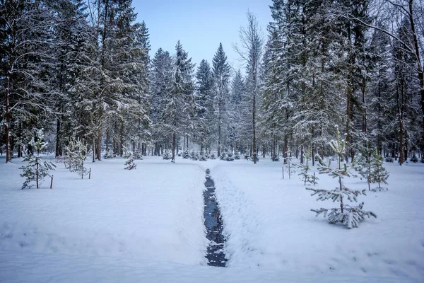 Paisaje Invernal Clima Claro — Foto de Stock