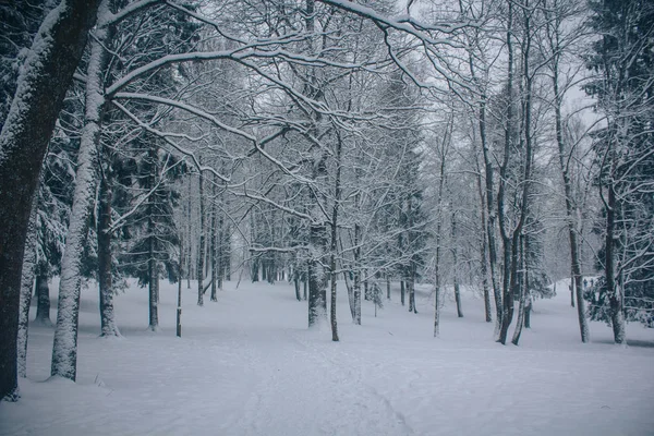 Winterlandschaft Bei Klarem Wetter — Stockfoto