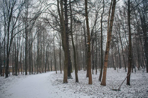 Winterlandschaft Bei Klarem Wetter — Stockfoto