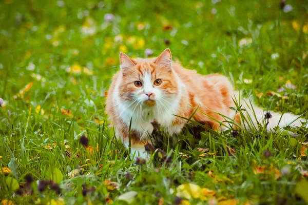 可爱的毛茸茸的猫在街上 — 图库照片