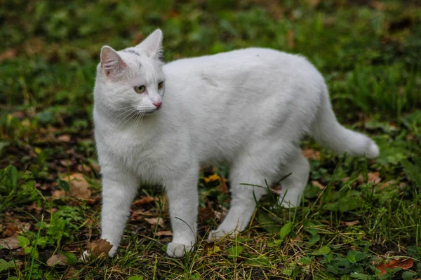 Schattige Fluffy Kat Straat — Stockfoto