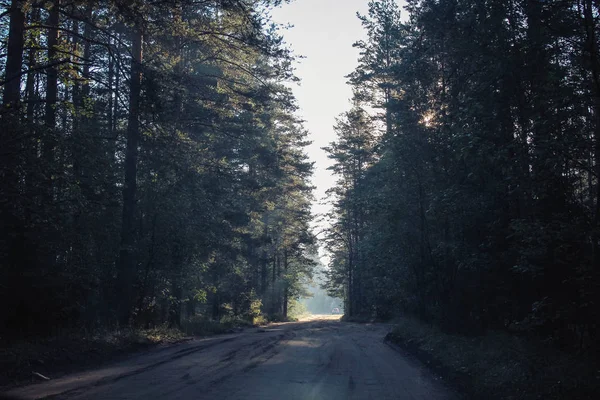 Fondo Del Bosque Oscuro Buenos Días Bosque Verano Luz Mañana — Foto de Stock