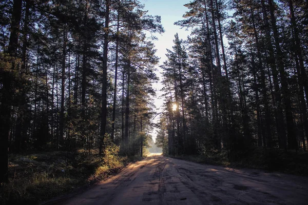 Pozadí Temného Lesa Ranní Letní Les Ranní Světlo Lese — Stock fotografie