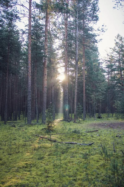 Pozadí Temného Lesa Ranní Letní Les Ranní Světlo Lese — Stock fotografie